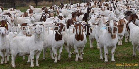 100 Full Blood Boer Goats For Saleunited Kingdom Boer Goats Price