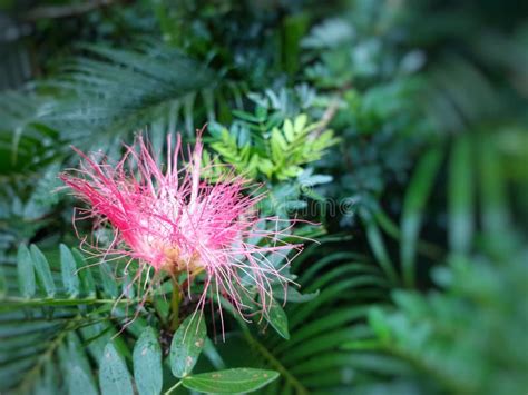 Beautiful Red Flower In The Garden Stock Photo Image Of Botany Fresh