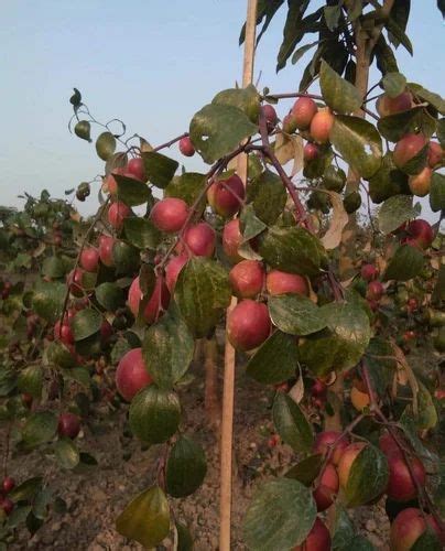 Full Sun Exposure Green Sundori Apple Ber Plant For Fruits At Rs 22plant In Habra