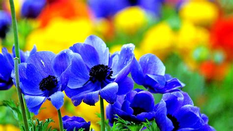 Free Pics Of Flowers Pictures Of Beautiful Flowers Wallpapers ·①