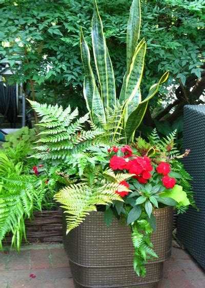 7 Fabulous Shade Loving Ferns For Containers