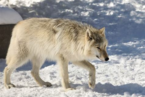 10 Largest Wolves In The World Discover The Biggest Wolf Ever