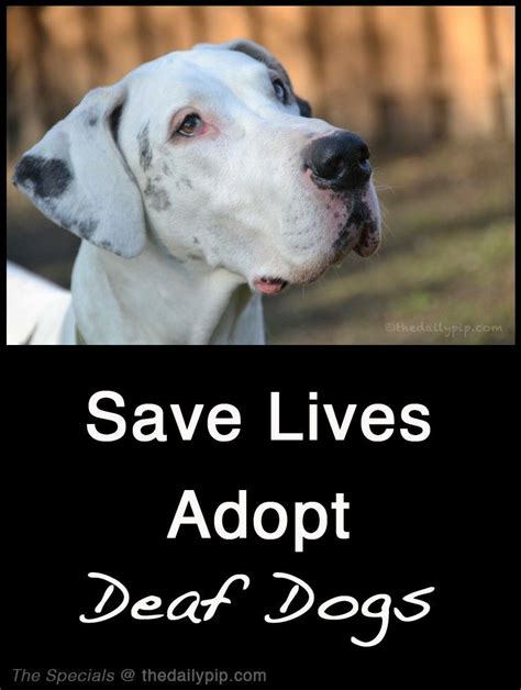 Pin By Bryan On Adoptable Petsplease Help Them Deaf Dog