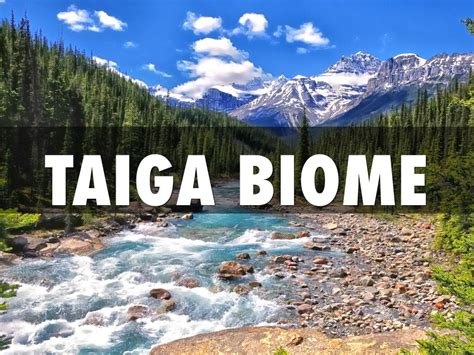 A biome is a large area characterized by its vegetation, soil, climate, and wildlife. Taiga Biome by Allister Gulley