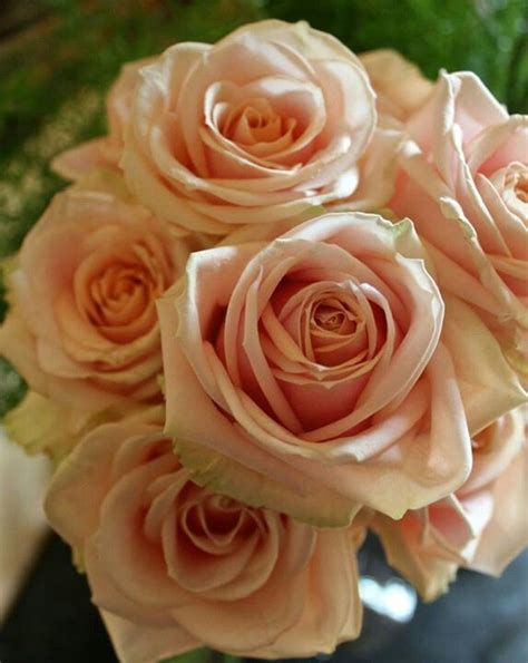 Pearl Pale Pink Avalanche Roses To Go With Pink And White