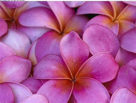 Hawaiian Flower Backgrounds Wallpaper Cave