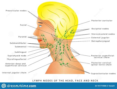 Lymph Nodes Of The Head And Neck Cartoon Vector