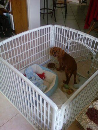 It works with apps such as microsoft office, google chrome, and many others. Outdoor dog kennels for sale in USA.: Dog pen in garage