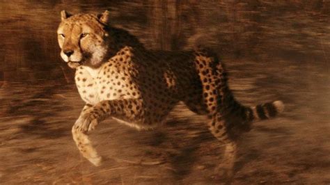 Fastest Land Animal Cheetah Ieee Spectrum