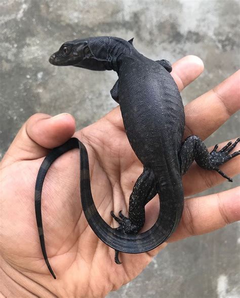 Meet The Black Dragon Lampung Lizard These Incredible Water Monitors