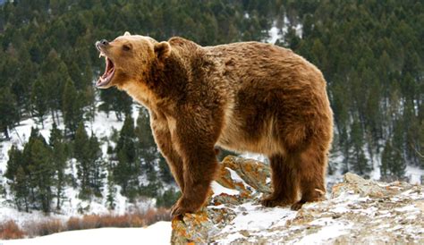 Debate Roars To Life Over Grizzly Bear Hunt The Inertia