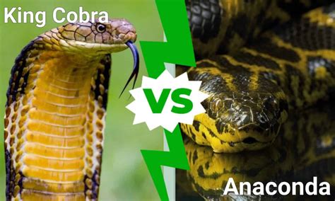 King Cobra Vs Anaconda Who Would Win In A Fight Az Animals