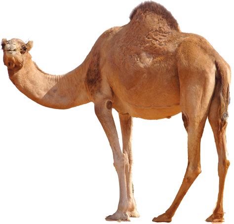 Guy with his catchphrase hump day! and hah, gayyy!!. Camel Png & Free Camel.png Transparent Images #22 - PNGio