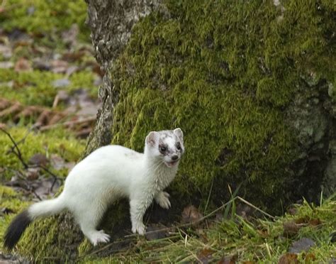 White Stoat Stoat In Its Winter Coat Tow Law Wild Life Flickr