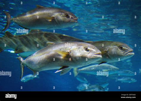 Greater Amberjack Seriola Dumerili Is A Marine Fish Native To