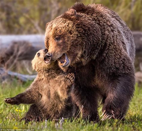 Grizzly Bear Captured In Grand Teton National Park In Wyoming With