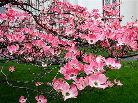 Black and white with drawing line art. Pink Flowering Dogwood (With images)