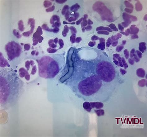 A Dog Skin Infection Caused By Bacteria And A Novel Fungal Pathogen