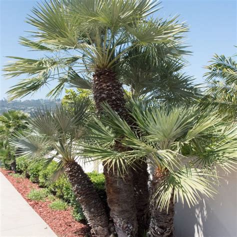 Mediterranean Fan Palm Inland Valley Garden Planner Lily Plant Types