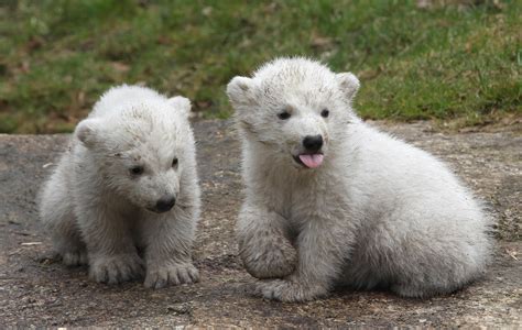 Twin Polar Bear Cubs Make Debut