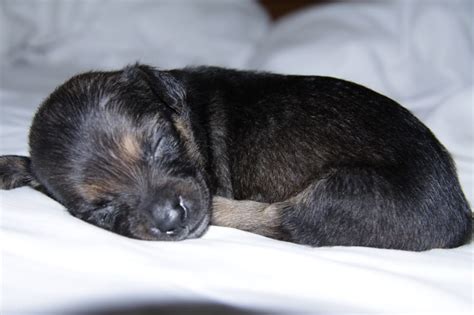 Black And Tan German Shepherd Puppy Free Image Peakpx