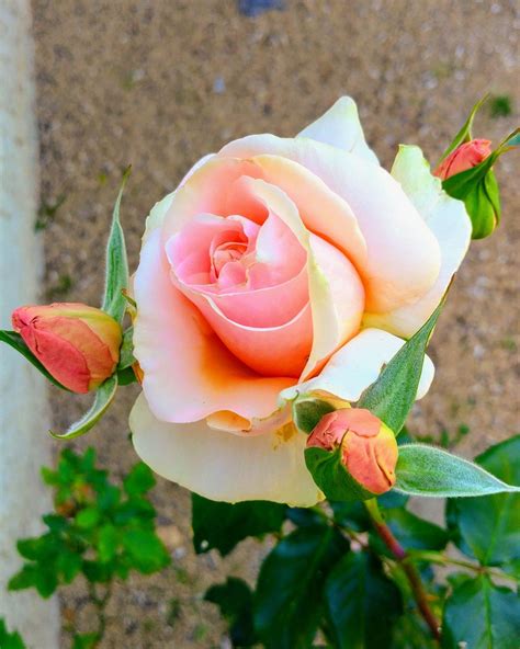 Salmon Color Rose Garden And Yard Rose Garden Flower Garden Wars Of