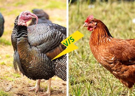 7 Honest Difference Between Turkey And Chicken With Similarities Core