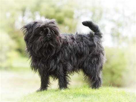 Affenpinscher Dog Breed Information Pictures And More