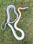 “Saturn” Cave-dwelling rat snake, Orthriophis t. ridleyi : r/Snek
