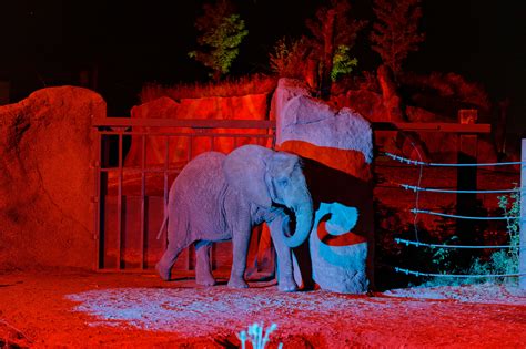 Erlebnis Zoo Bei Nacht Magische Zoo Momente Zoologischer Garten