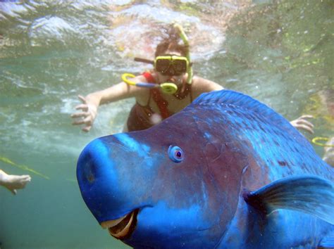 Description Parrotfish Owe Their Name To The Shape Of Their Mouth