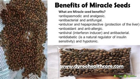 Benefits Of Miracle Seeds Croton Seeds Dyroo Healthcare
