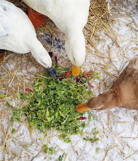 What Fruits Can Ducklings Eat