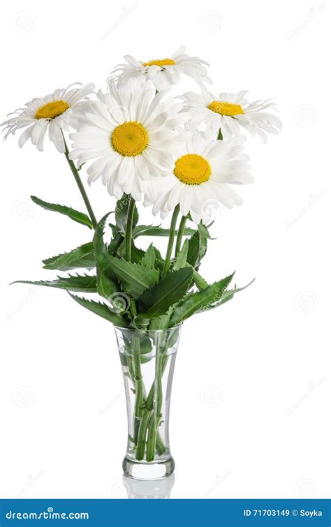 Bouquet Des Marguerites Dans Le Vase En Verre Image Stock Image Du