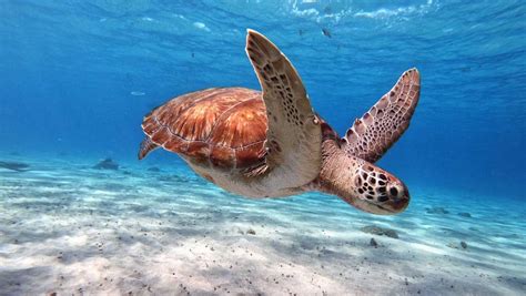 What Do Sea Turtles Eat — Ocean Jewelry