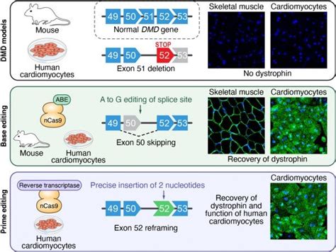New Gene Editing Strategies Developed For Duchenne Muscular Dystrophy
