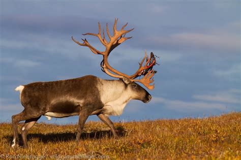 Caribou Denali National Park Alaska Photos By Ron Niebrugge