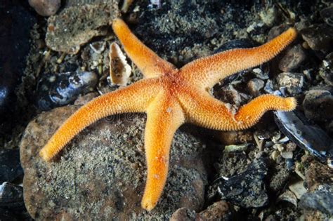 Blood Sea Star Underwater In The St Lawrence Estuary Stock Image