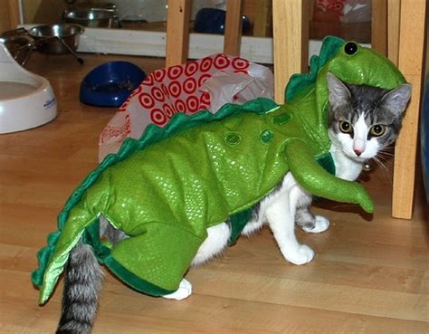 Cat Wearing Dinosaur Costume Funny Halloween Picture
