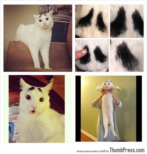 Meet Sam The Cat With Eyebrows