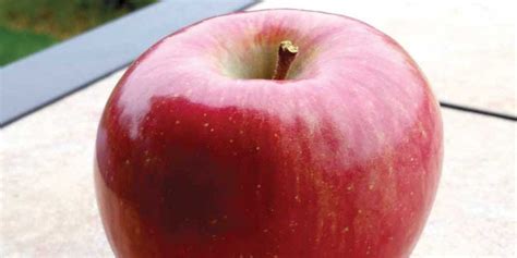 The First Commercial Harvest Of Arctic Apples—genetically Modified Gmo