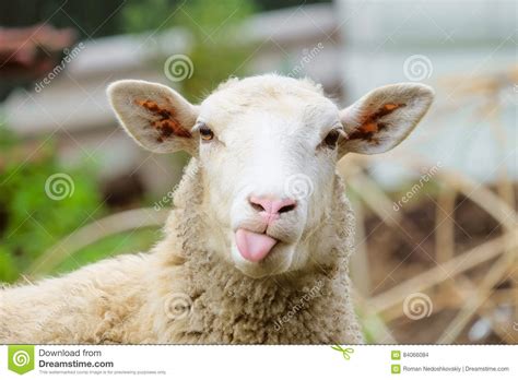 Funny Sheep Stock Photo Image Of Lamb Jocular Animal 84066084