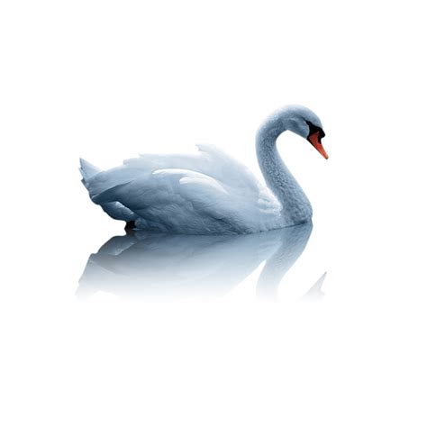 Mute Swan Duck White Swan Swan Png Download 23622362 Free
