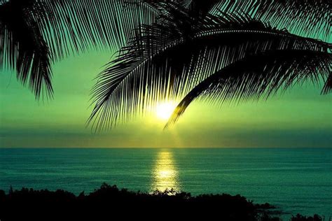 Tropical Sunrise Light And Silhouette Pinterest