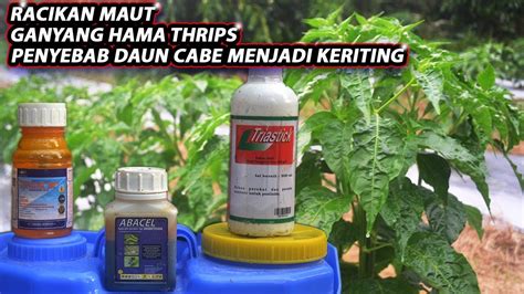 Mengatasi Hama Thrips Penyebab Daun Cabe Menjadi Keriting Curly