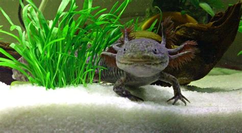 Mua A Lotl Axolotls Axolotl Pellets Carnivore Food Sinking Fish