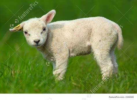 Domestic Animals Cute Sheep Stock Photograph I1053949