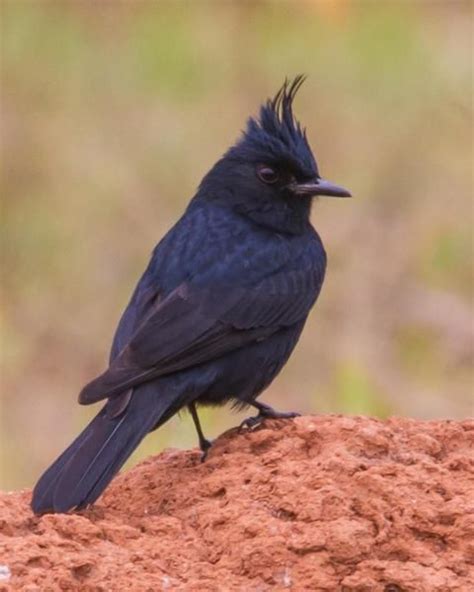 カンムリクロタイランチョウ Crested Black Tyrant Knipolegus Lophotes Pet Birds