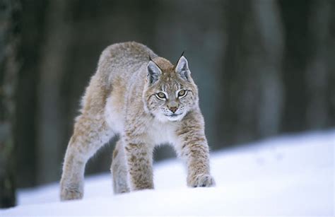 Lynx Animal Wildlife