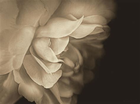 Haunting Vintage Rose Flower Photograph By Jennie Marie Schell Pixels